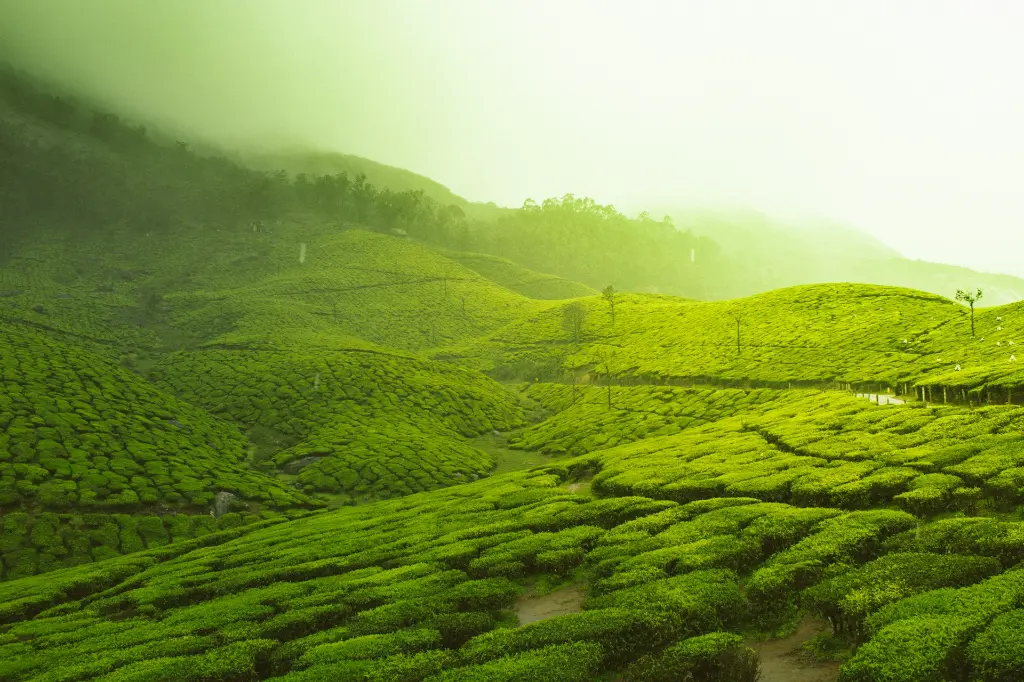 unsplash_JS_ohjocm00_kerala.jpg.webp