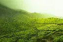 unsplash_JS_ohjocm00_kerala.jpg.webp