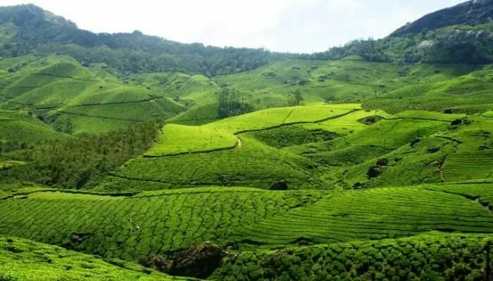 munnar-largejpg.webp