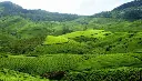 munnar-largejpg.webp