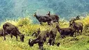 Emmersive Kerala (8 days)