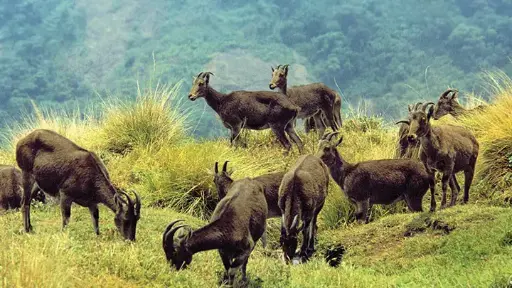 Emmersive Kerala (8 days)
