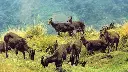 explore_eravikulam_national_park20161229082716_624_1.webp
